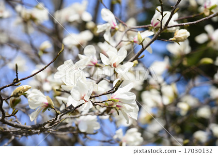 Kobushi flower 17030132