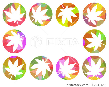 Maple Maple 17031650