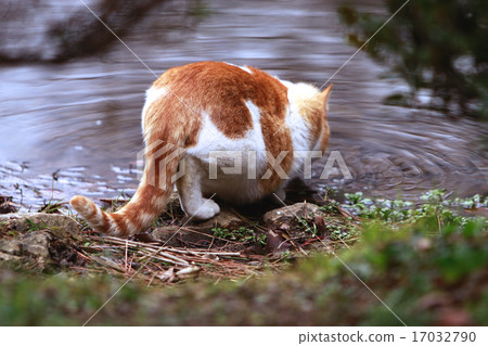 Drinking cat Drinking cat 17032790