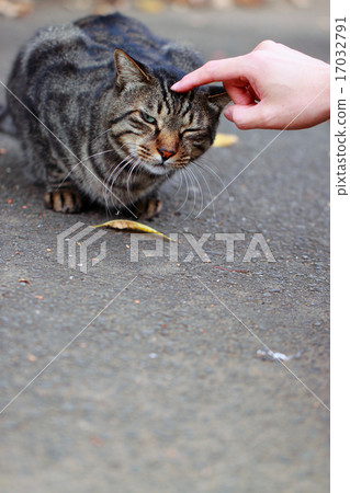 Switch on cat Switch on cat 17032791