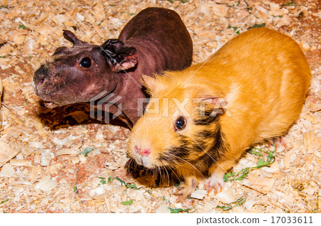 Curious Guinea-pig 17033611