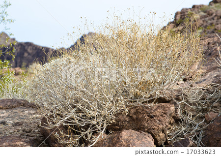 胡佛水壩野花 17033623