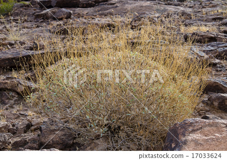 胡佛水壩野花 17033624