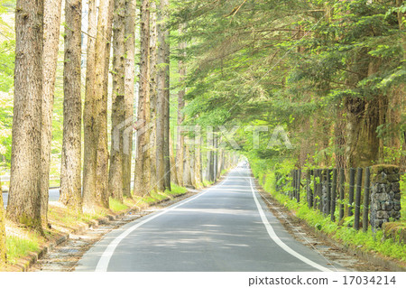 Larch tree lined with Mikasa-dori in Karuizawa-machi, Nagano Prefecture 17034214