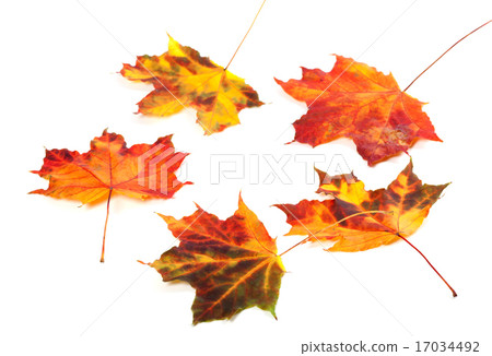 Multicolor autumn maple-leafs on white background 17034492