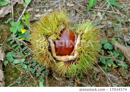 栗子 栗子 17034574