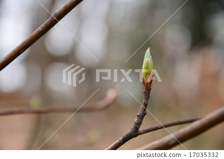 樹芽 17035332