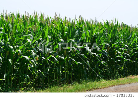年輕的玉米品種 年輕的玉米品種 17035333