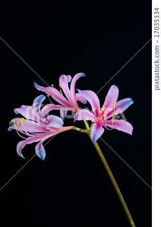 彩虹色的甘草 彩虹色的甘草 17035334