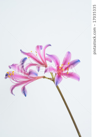 彩虹色的甘草 彩虹色的甘草 17035335