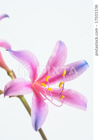 彩虹色的甘草 17035336