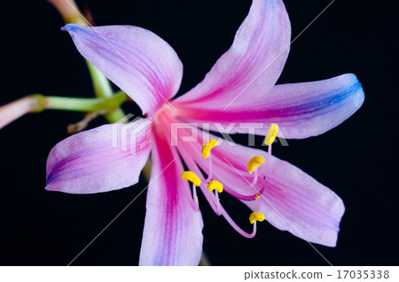 彩虹色的甘草 17035338