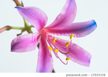 Rainbow colored liquorice Rainbow colored liquorice 17035339