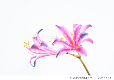 Rainbow colored liquorice Rainbow colored liquorice 17035343