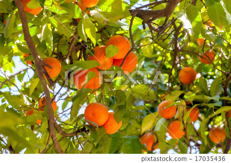 mandarins on tree 17035436