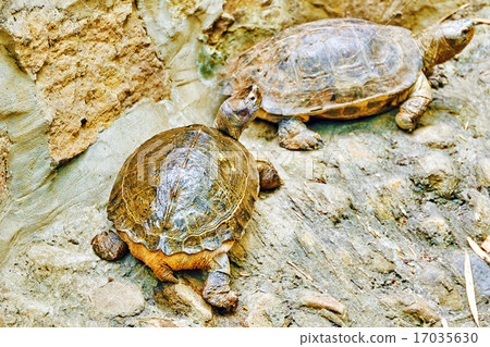 Wildlife Crocodile. Wildlife Crocodile. 17035630