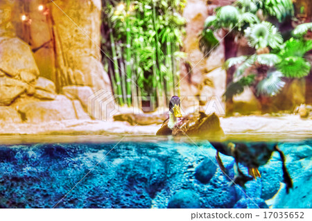 Couple of Gray-brown ducks. 17035652