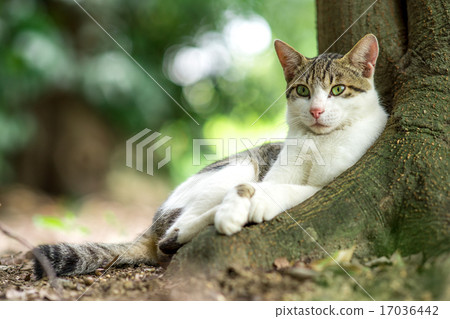 In the scorching sun, cool naturally under the tree 17036442