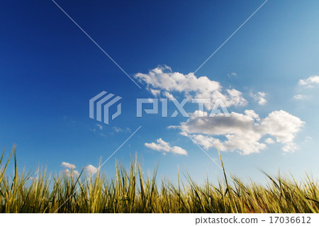 Green wheat on a field Green wheat on a field 17036612