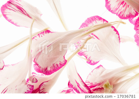 flower petals flower petals 17036781
