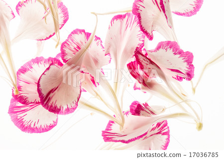 flower petals flower petals 17036785
