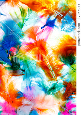 Colorful feathers Colorful feathers 17036953