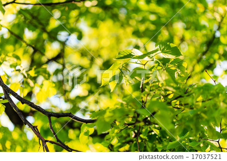 green leaves green leaves 17037521