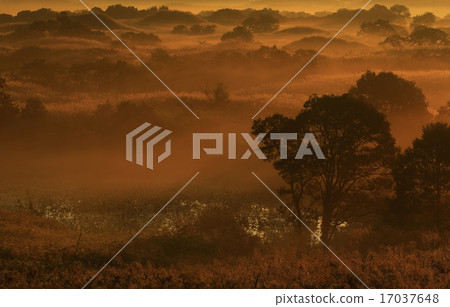 秋田的黎明肯冬天的沼地 17037648