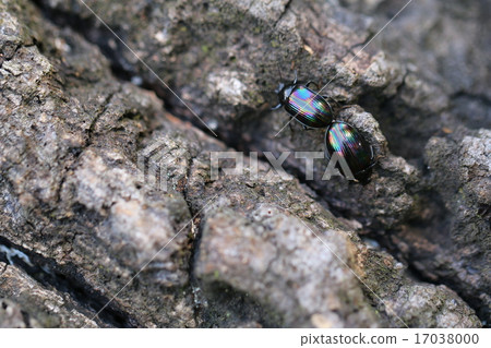 類似於永井黑鬼的昆蟲 17038000