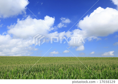 北海道美瑛町廣闊的玉米田和雲 17038129