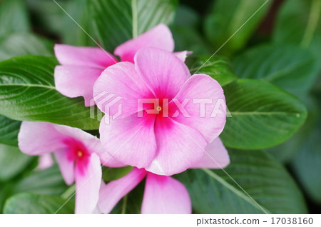 長春花 長春花 17038160