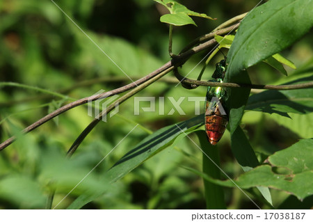 Yamato Tamamushi Yamato Tamamushi 17038187