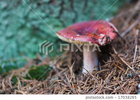 edible mushroom closeup edible mushroom closeup 17038265