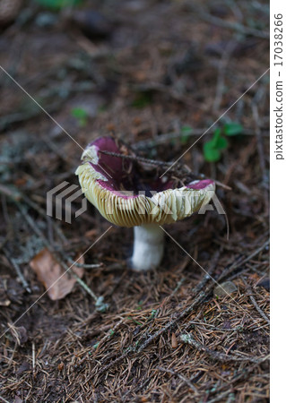 edible mushroom closeup edible mushroom closeup 17038266