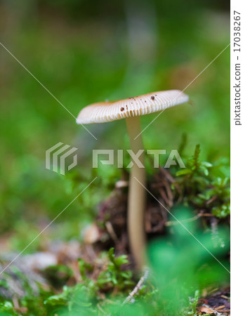 poisonous mushroom poisonous mushroom 17038267