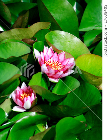 Waterlilies On Green Leaves Waterlilies On Green Leaves 17038405
