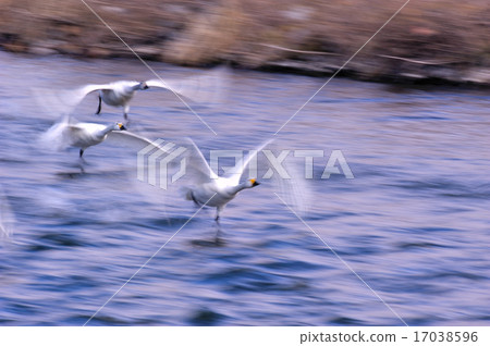 Co swan 6 Co swan 6 17038596