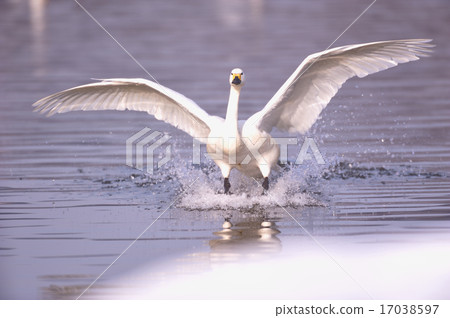 Co swan 7 Co swan 7 17038597