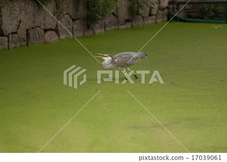 淡路幼鳥 17039061