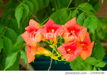 Nausuz Kazura Nausuz Kazura 17040590