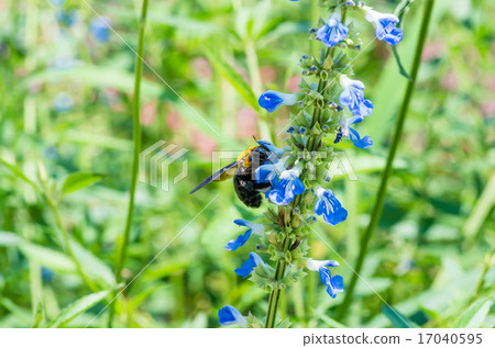 吮花花蜜的熊 17040595