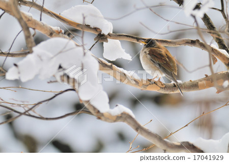 Shorohara 2 Shorohara 2 17041929