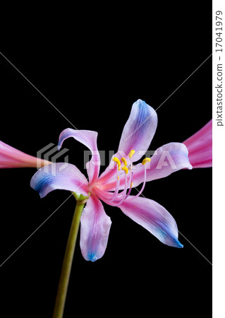 Rainbow colored liquorice Rainbow colored liquorice 17041979