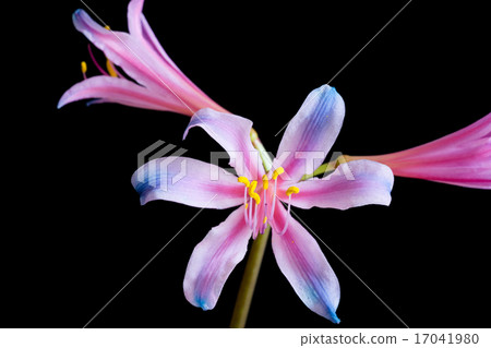 Rainbow colored liquorice Rainbow colored liquorice 17041980