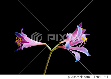 Rainbow colored liquorice Rainbow colored liquorice 17041981