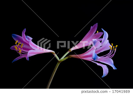 彩虹色的甘草 彩虹色的甘草 17041989