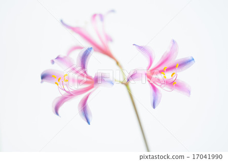 彩虹色的甘草 彩虹色的甘草 17041990