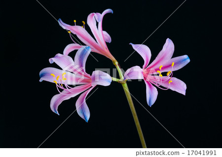 彩虹色的甘草 彩虹色的甘草 17041991