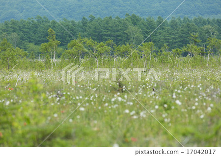 白毛羊鬍子草 白毛羊鬍子草 17042017