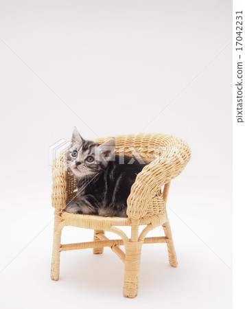 An American short hair kitten on a rattan's chair 17042231